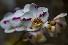 Photo00115